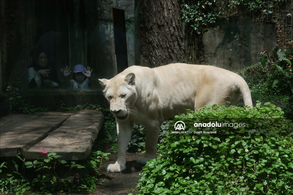 Lions of Indonesian Safari Park in Bogor