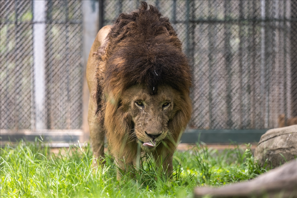 World Lion Day in China’s Guangzhou