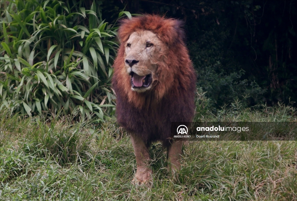 Lions of Indonesian Safari Park in Bogor