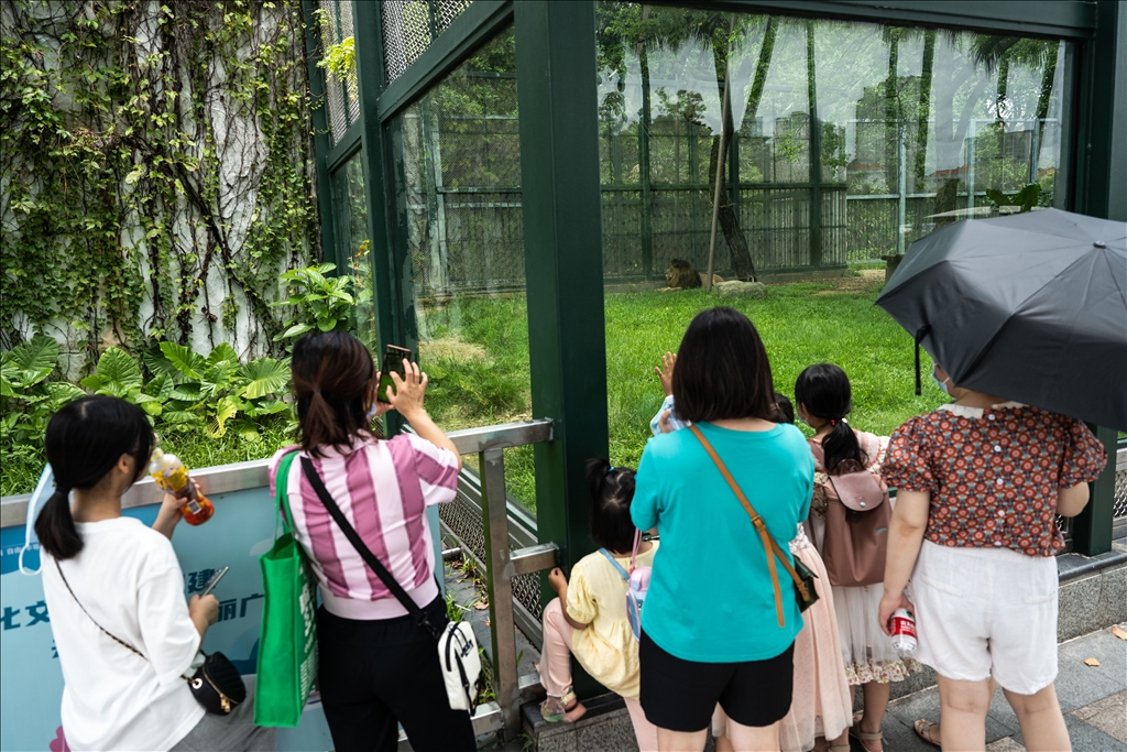 World Lion Day in China’s Guangzhou