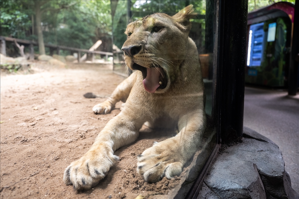 World Lion Day in China’s Guangzhou