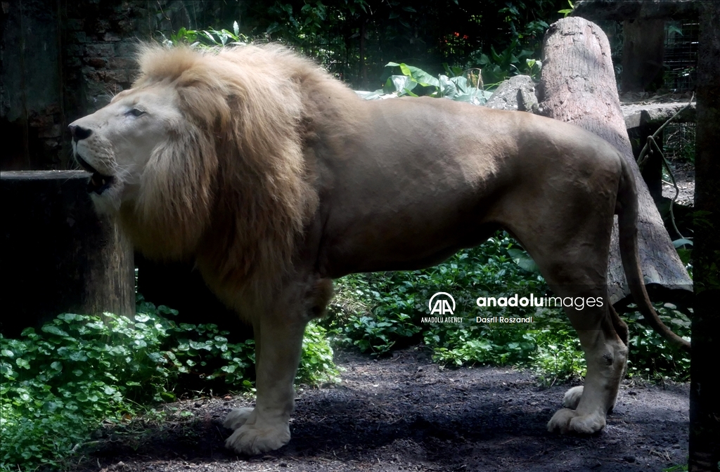 Lions of Indonesian Safari Park in Bogor