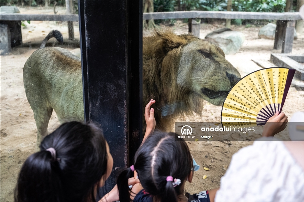 World Lion Day in China’s Guangzhou