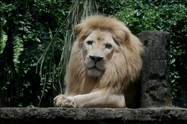 Lions of Indonesian Safari Park in Bogor