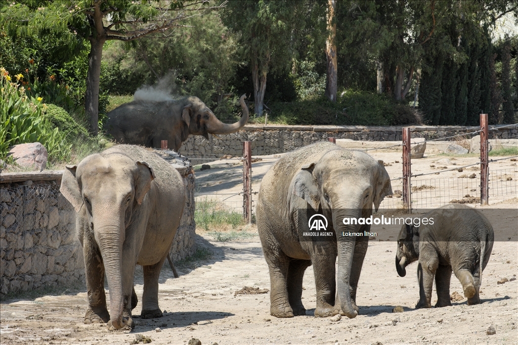 خانواده دوست‌داشتی فیل‌ها در پارک حیات‌وحش ازمیر 
