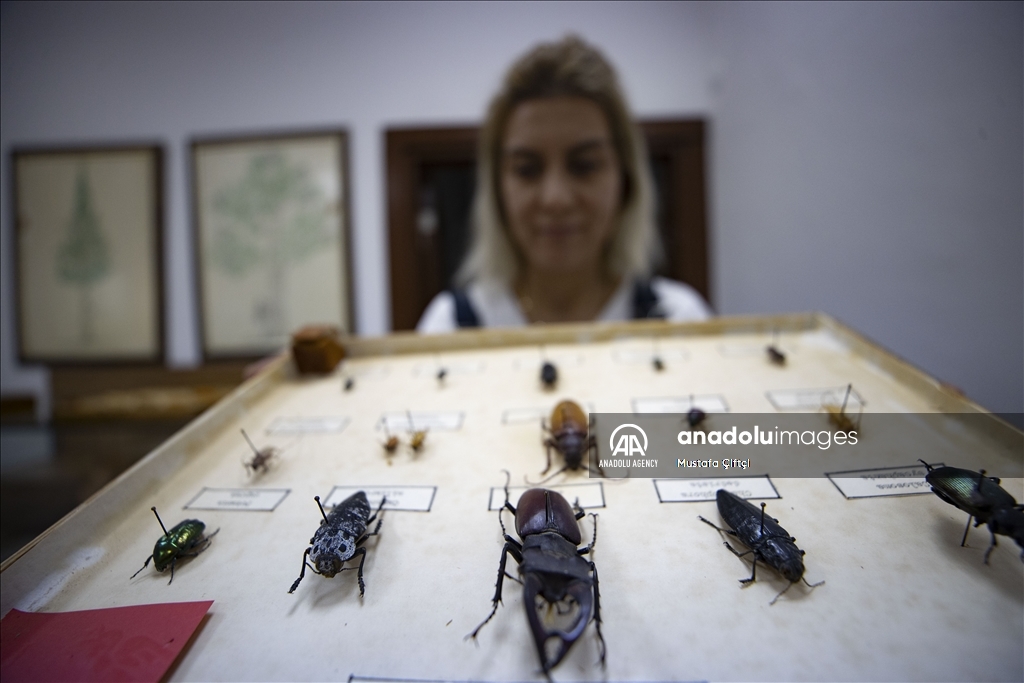 أنطاليا.. متحف يعرض 530 نوعًا من الحشرات
