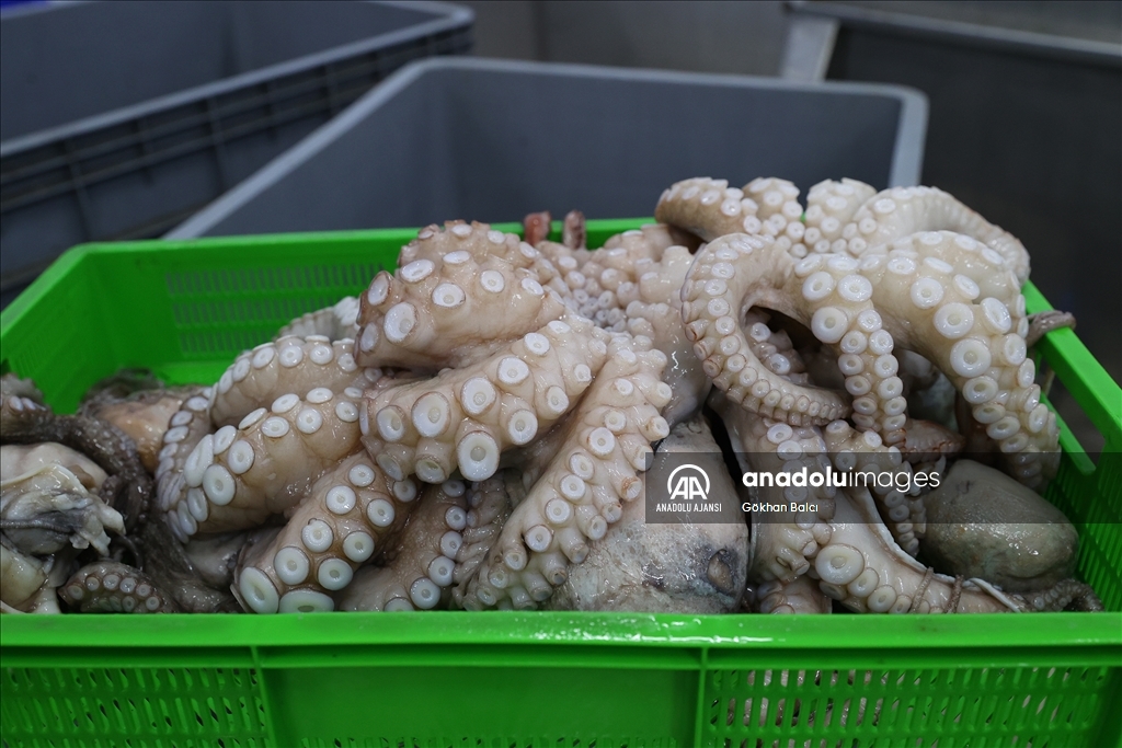 Yunanistan'ın tercihi Saros ahtapotu