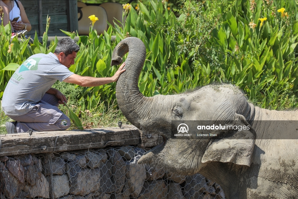 خانواده دوست‌داشتی فیل‌ها در پارک حیات‌وحش ازمیر 