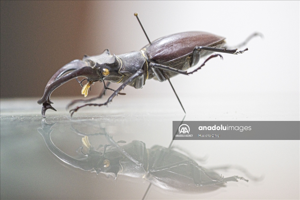 أنطاليا.. متحف يعرض 530 نوعًا من الحشرات