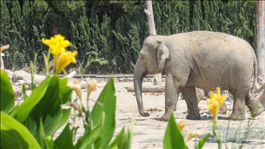 خانواده دوست‌داشتی فیل‌ها در پارک حیات‌وحش ازمیر