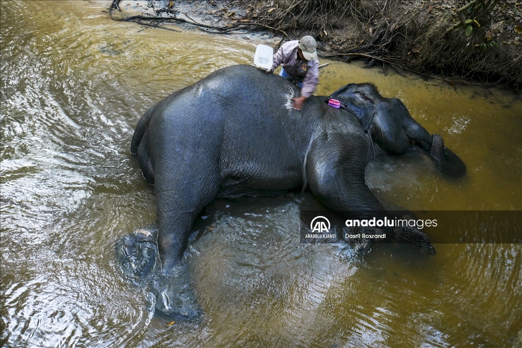 Endonezya'da evcil fillerle orman devriyesi
