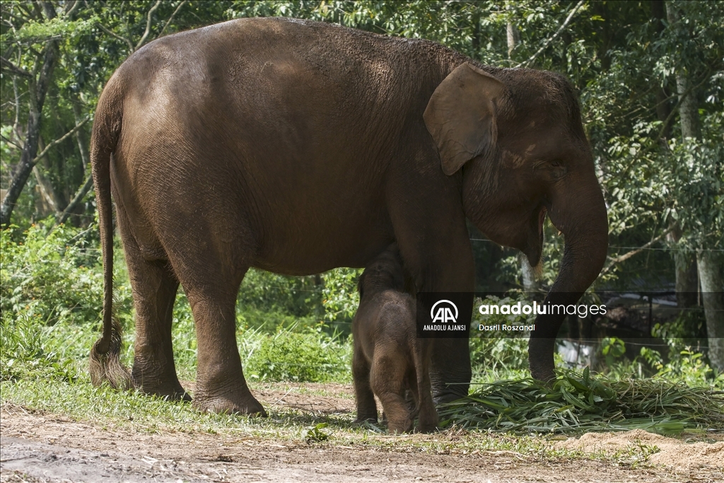 Endonezya'da doğan Sumatra fili