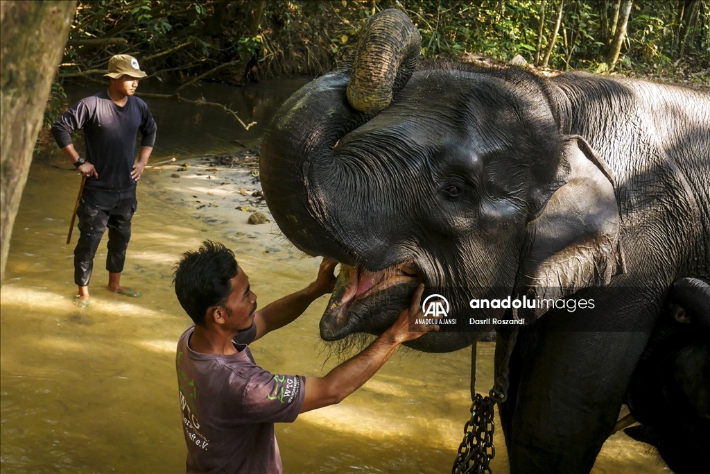 Endonezya'da evcil fillerle orman devriyesi