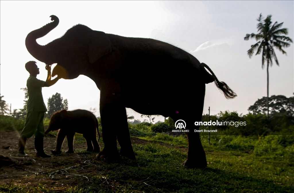 Endonezya'da doğan Sumatra fili