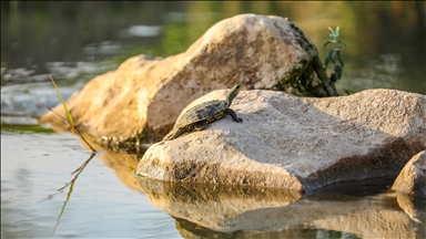 Çayönü'nde su kaplumbağalarının güneş keyfi