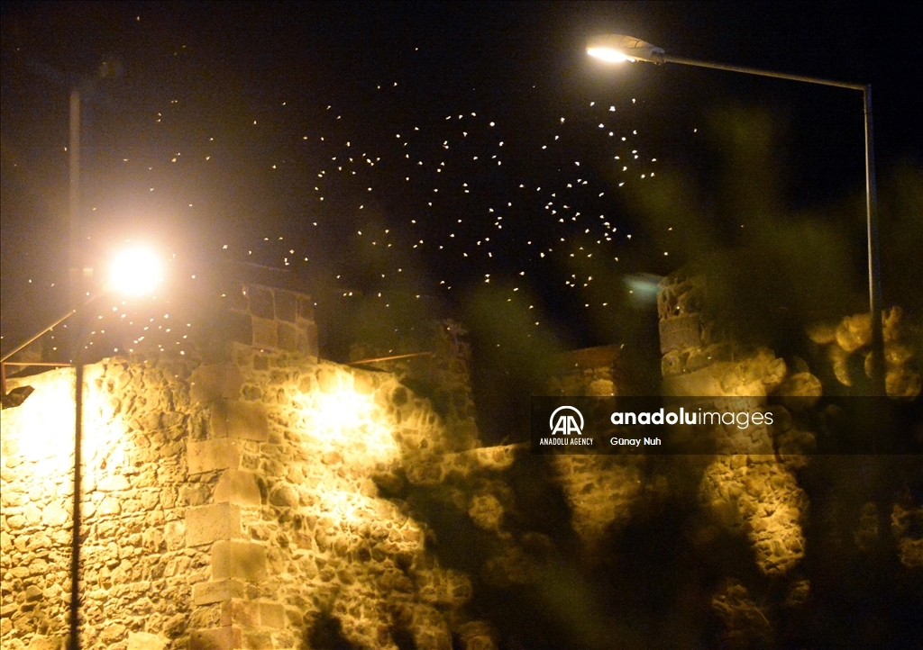 "رقصة الموت".. بداية النهاية لمئات آلاف الذباب شرقي تركيا