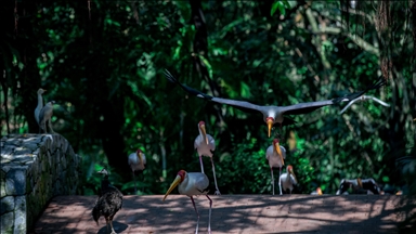 Malezya'daki kuş cenneti: Kuala Lumpur Kuş Parkı