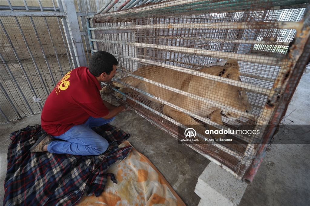 Gazze'de dişi aslanın emzirmeyi reddettiği 3 yavrunun hayata tutunması için çalışılıyor