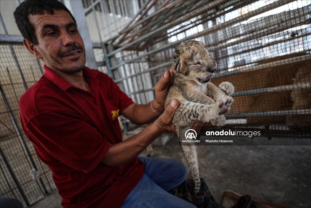 Gazze'de dişi aslanın emzirmeyi reddettiği 3 yavrunun hayata tutunması için çalışılıyor