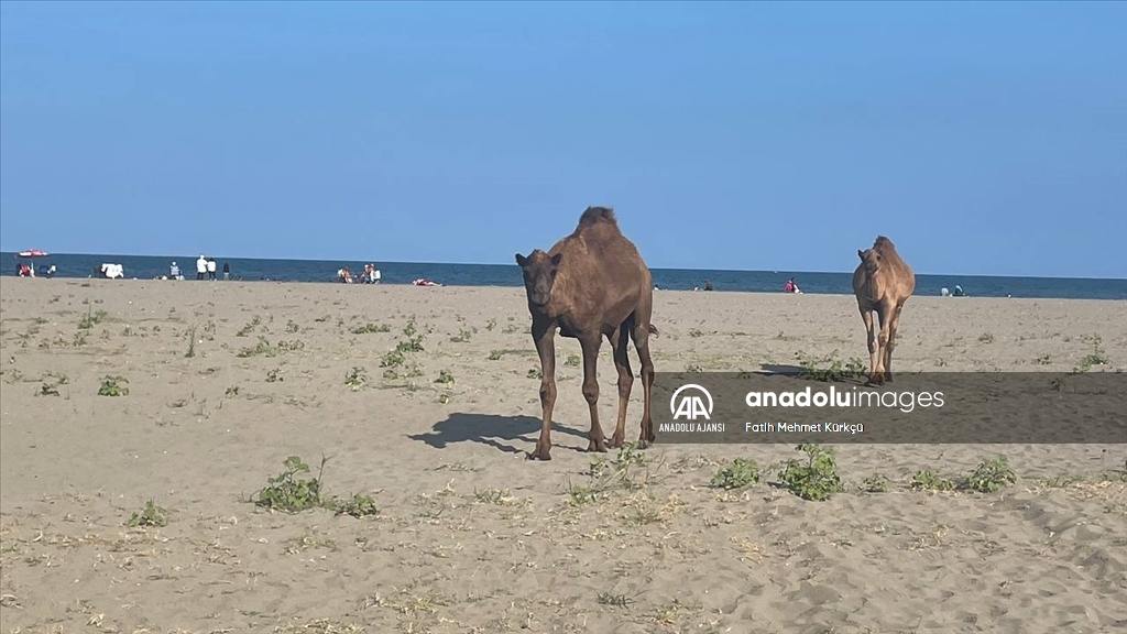 Samsun'da başıboş develer sahile indi