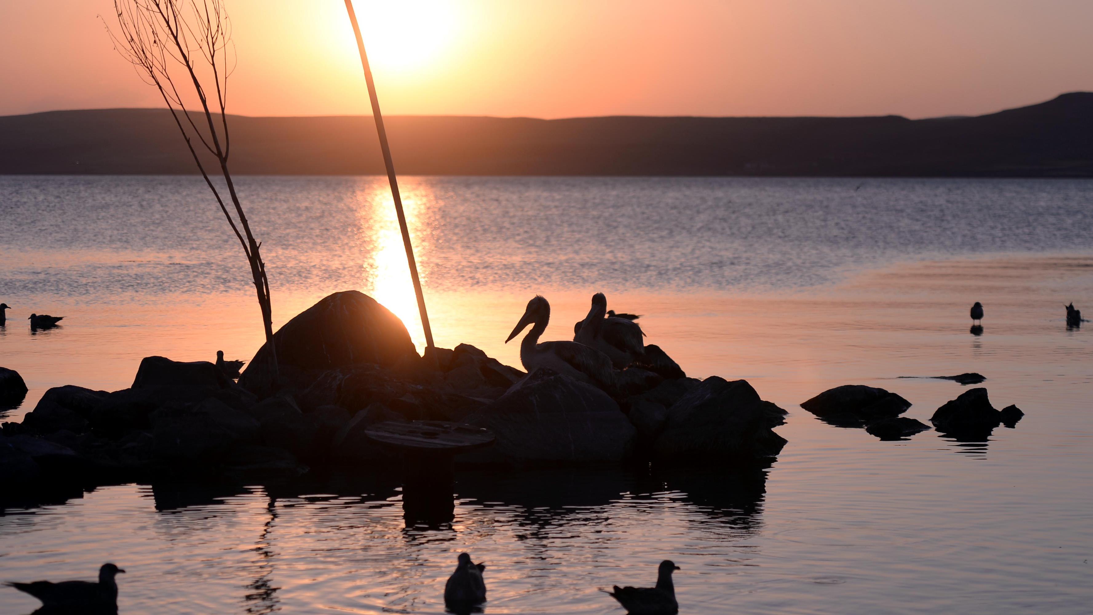 Çıldır Gölü'nde balıkla besleyip büyüttüğü pelikanlar yanından ayrılmıyor