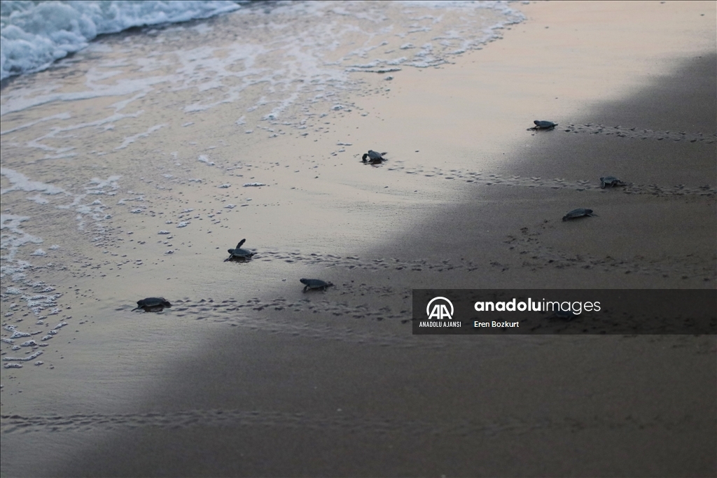 Kaplumbağaların suyla buluştuğu Adana'daki kumsalda yavru çıkışları sürüyor