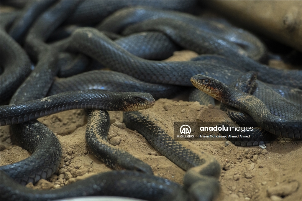 هاووڵاتییەکی پارێزگای دهۆک ٤٠ ساڵە مار بەخێو دەکات