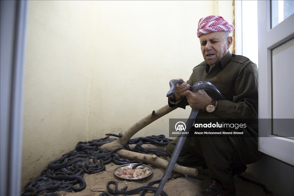 هاووڵاتییەکی پارێزگای دهۆک ٤٠ ساڵە مار بەخێو دەکات