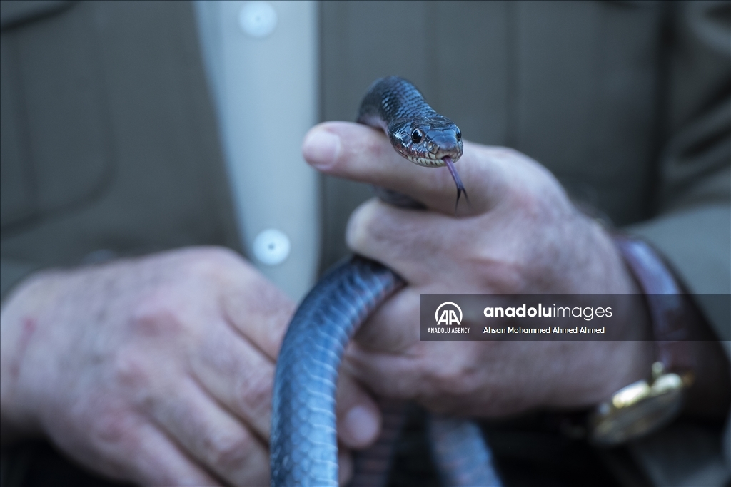 هاووڵاتییەکی پارێزگای دهۆک ٤٠ ساڵە مار بەخێو دەکات