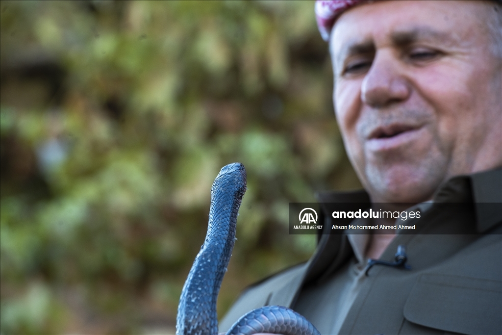 هاووڵاتییەکی پارێزگای دهۆک ٤٠ ساڵە مار بەخێو دەکات