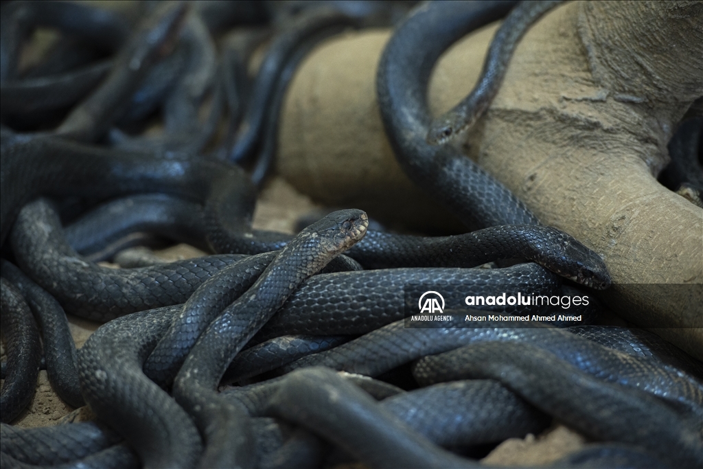 هاووڵاتییەکی پارێزگای دهۆک ٤٠ ساڵە مار بەخێو دەکات