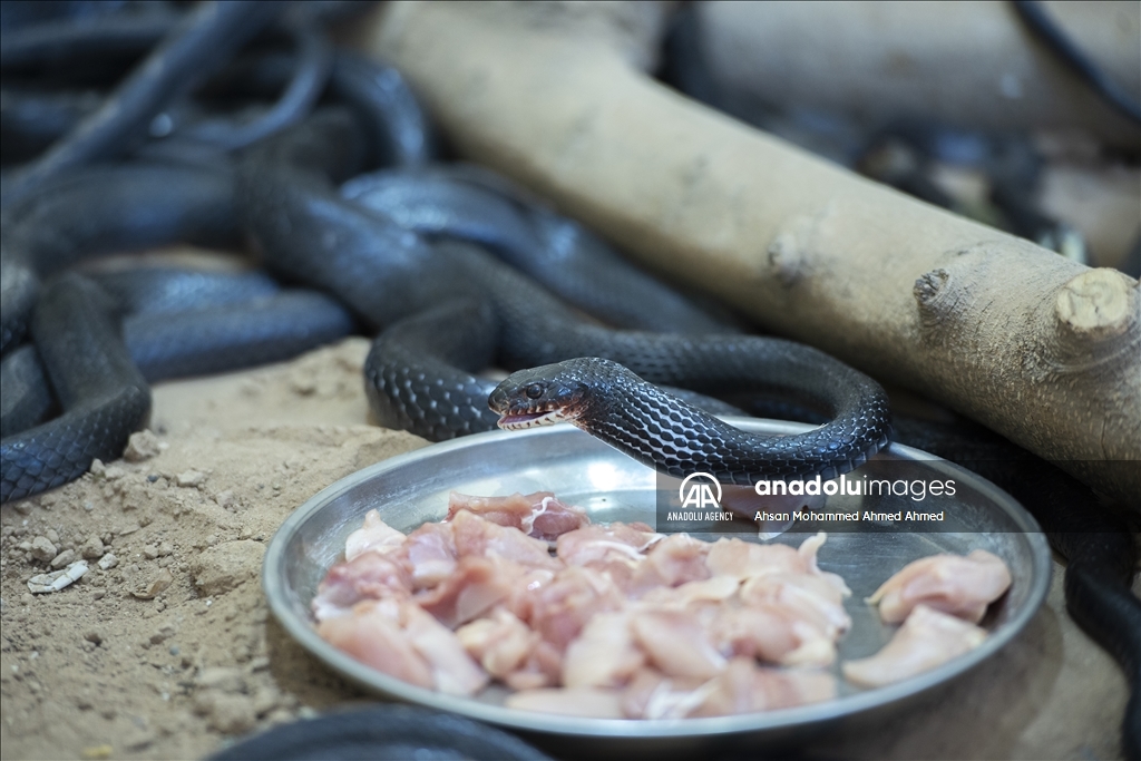 هاووڵاتییەکی پارێزگای دهۆک ٤٠ ساڵە مار بەخێو دەکات