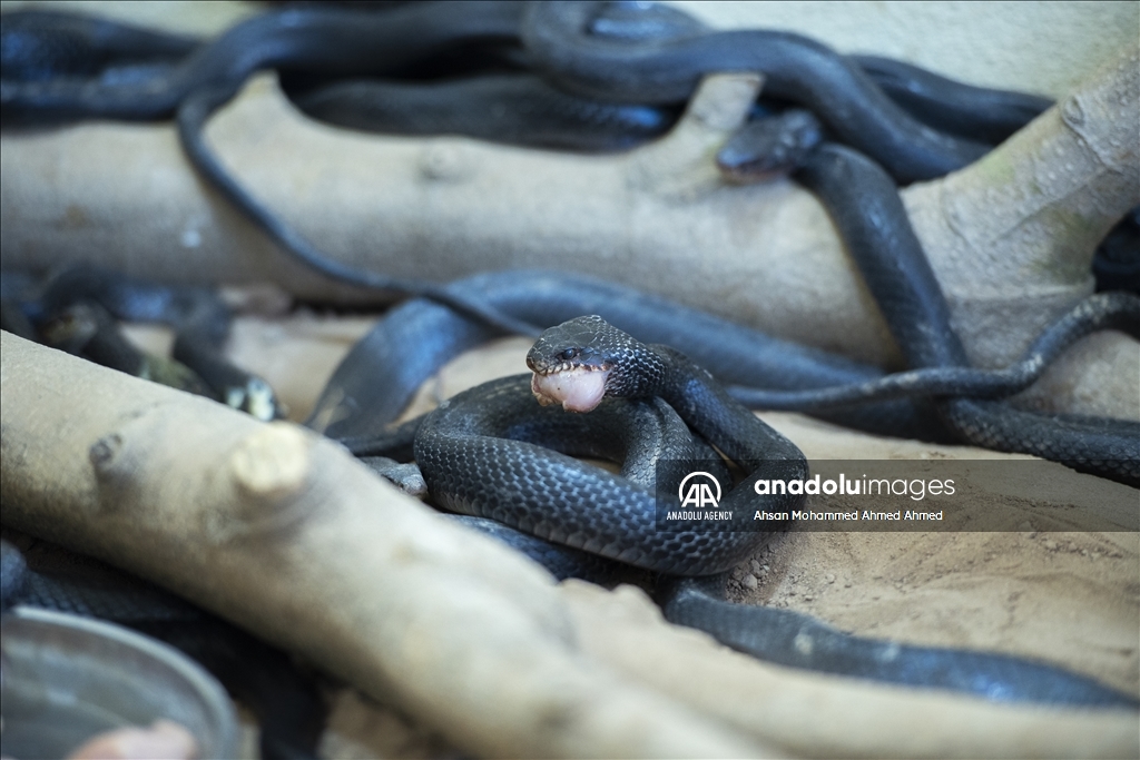 هاووڵاتییەکی پارێزگای دهۆک ٤٠ ساڵە مار بەخێو دەکات