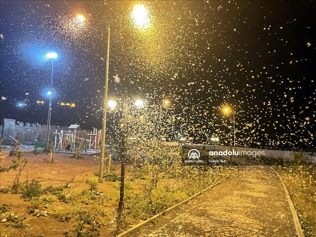 Ardahan'da vatandaşlar mayıs sineklerinin "ölüm uçuşunu" izledi