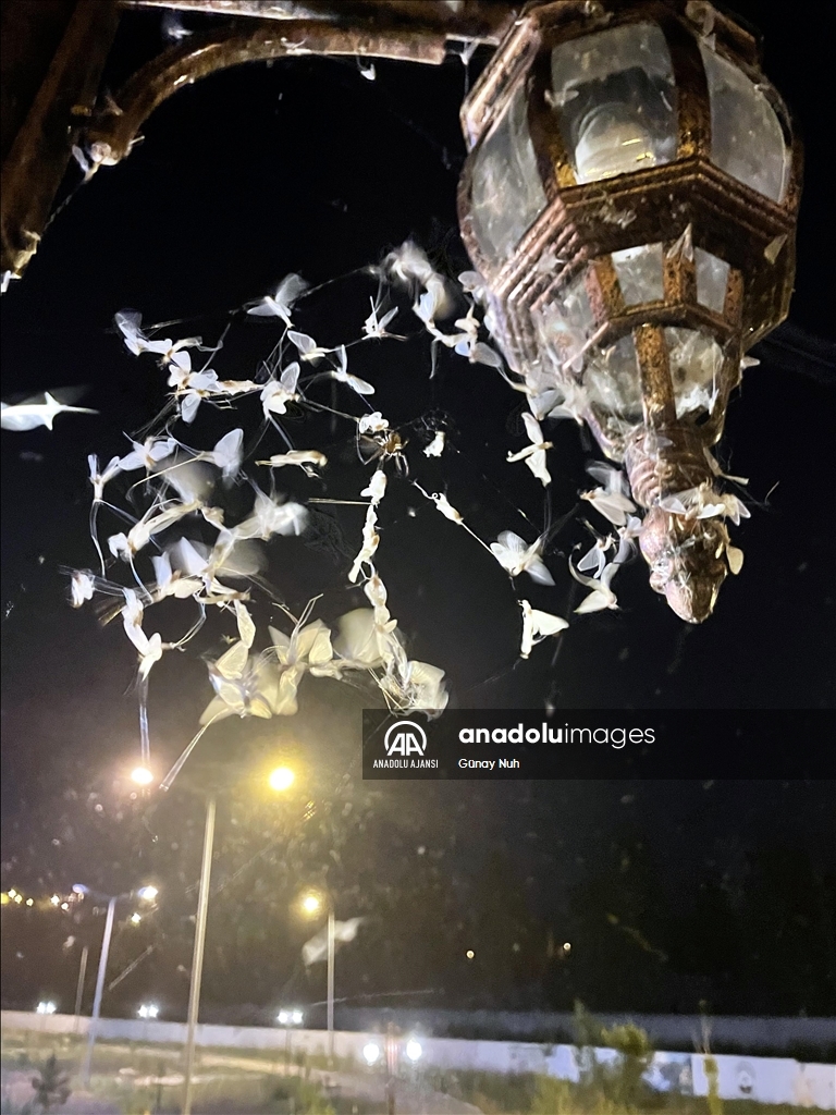 Ardahan'da vatandaşlar mayıs sineklerinin "ölüm uçuşunu" izledi