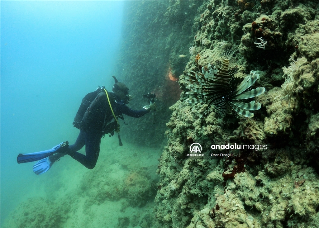 Mersin'deki Dana Adası'nda dalış turizmi yaygınlaşıyor