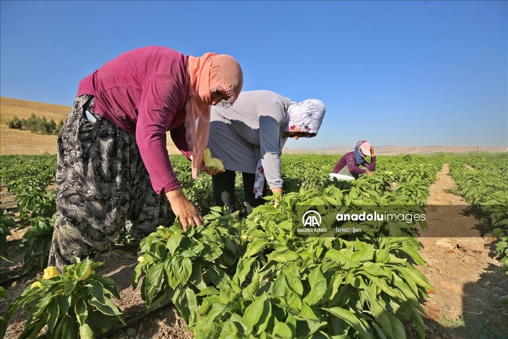 Elazığlı kadınlar ekmeklerini devletin tahsis ettiği arazide kazanıyor