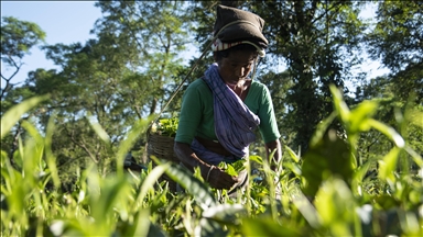 Hindistan'da çay tarlalarında çalışan işçilerin günlük ücretlerine zam yapıldı