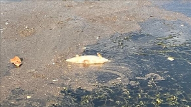 Polonya'nın Oder Nehri'ndeki toplu balık ölümlerinin nedeni araştırılıyor