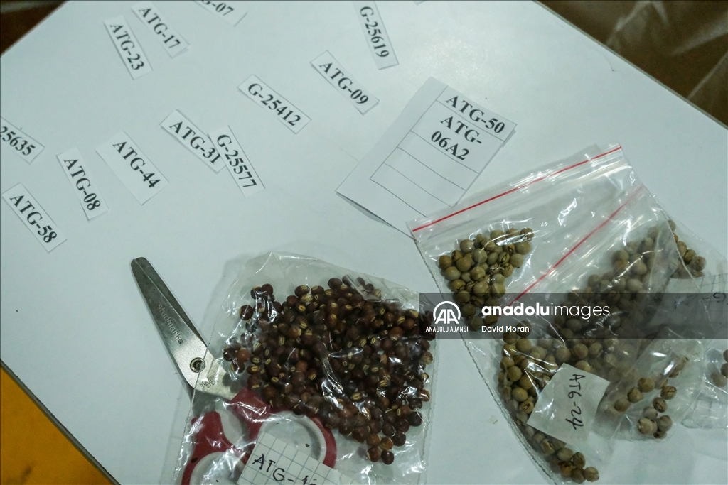 Kolombiya'da fasulye koleksiyonculuğu