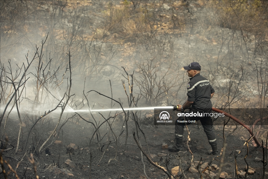 Tunus'taki orman yangınları