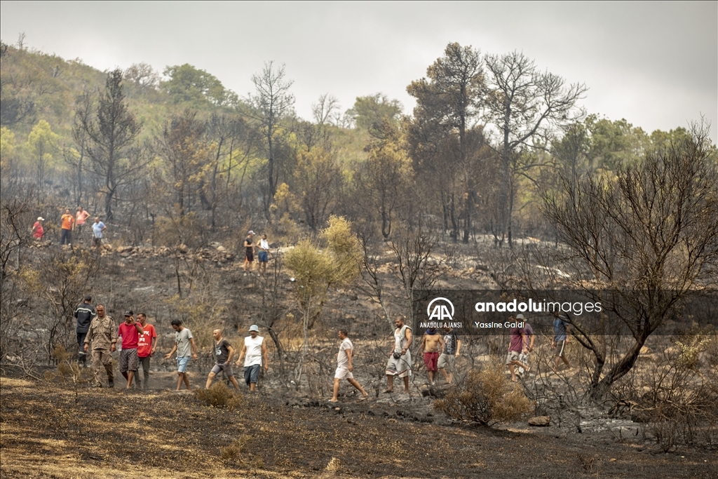 Tunus'taki orman yangınları