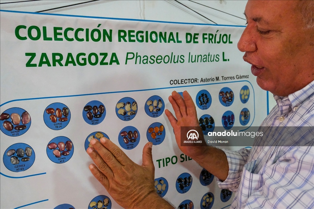 Kolombiya'da fasulye koleksiyonculuğu