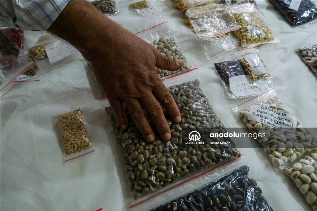 Kolombiya'da fasulye koleksiyonculuğu