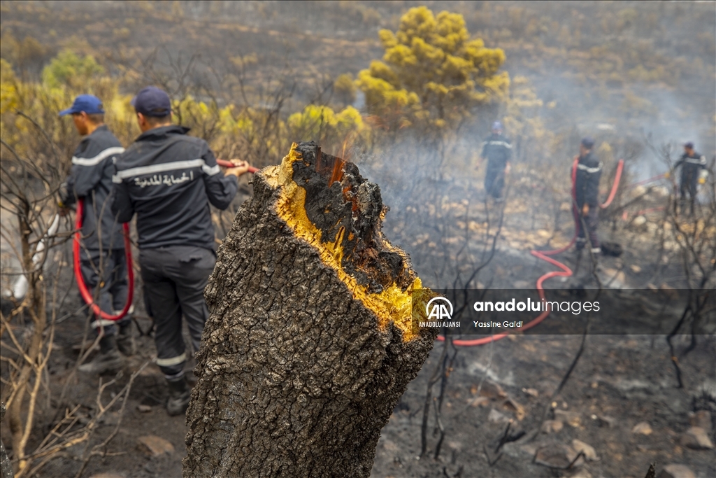 Tunus'taki orman yangınları