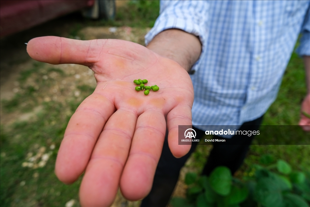 Kolombiya'da fasulye koleksiyonculuğu