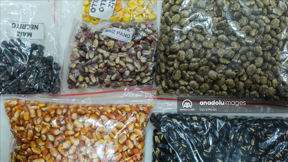 Kolombiya'da fasulye koleksiyonculuğu