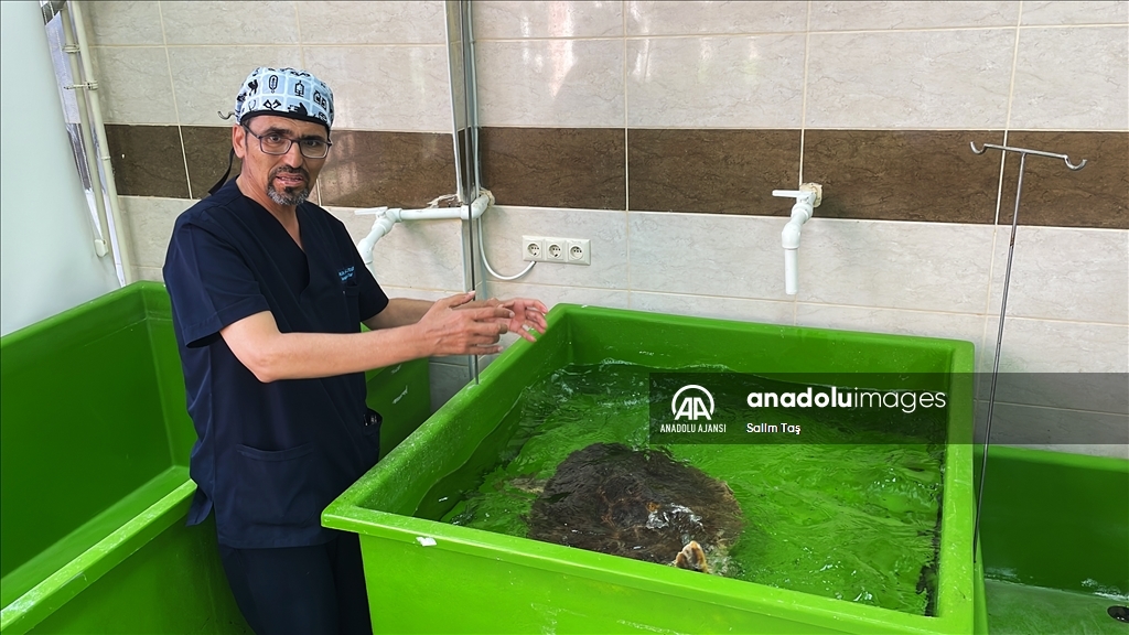 Deniz kaplumbağaları "Mavi" ve "Deniz" tedavi edilip mavi sulara uğurlandı