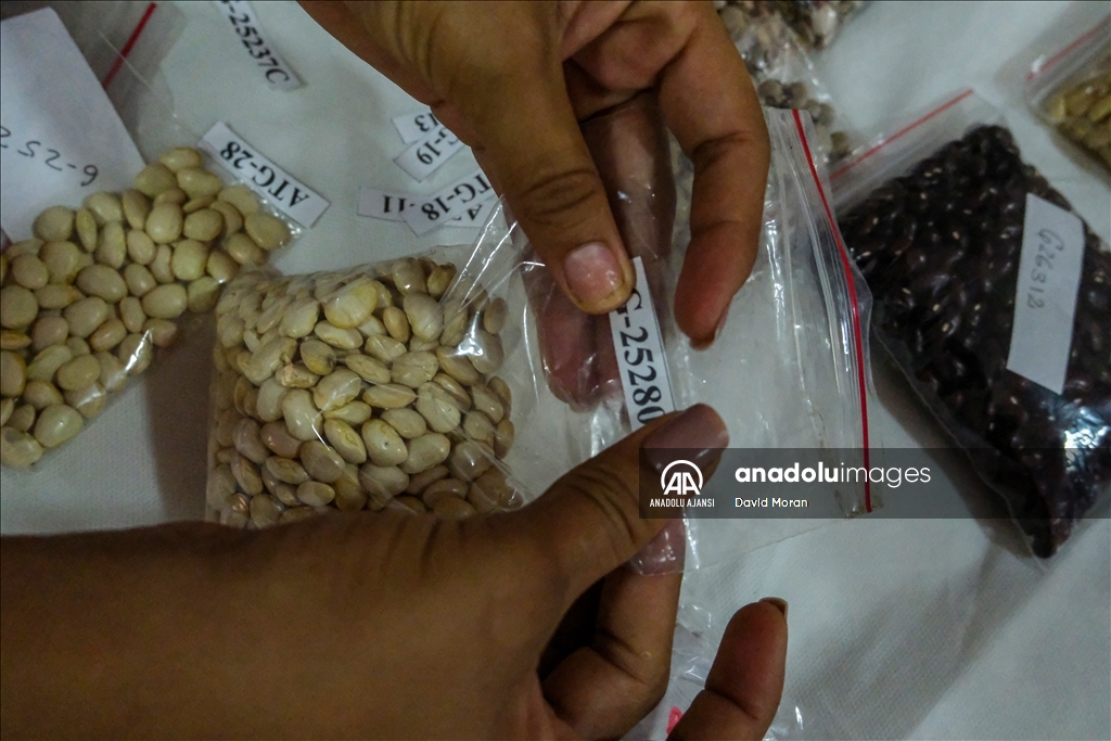 Kolombiya'da fasulye koleksiyonculuğu