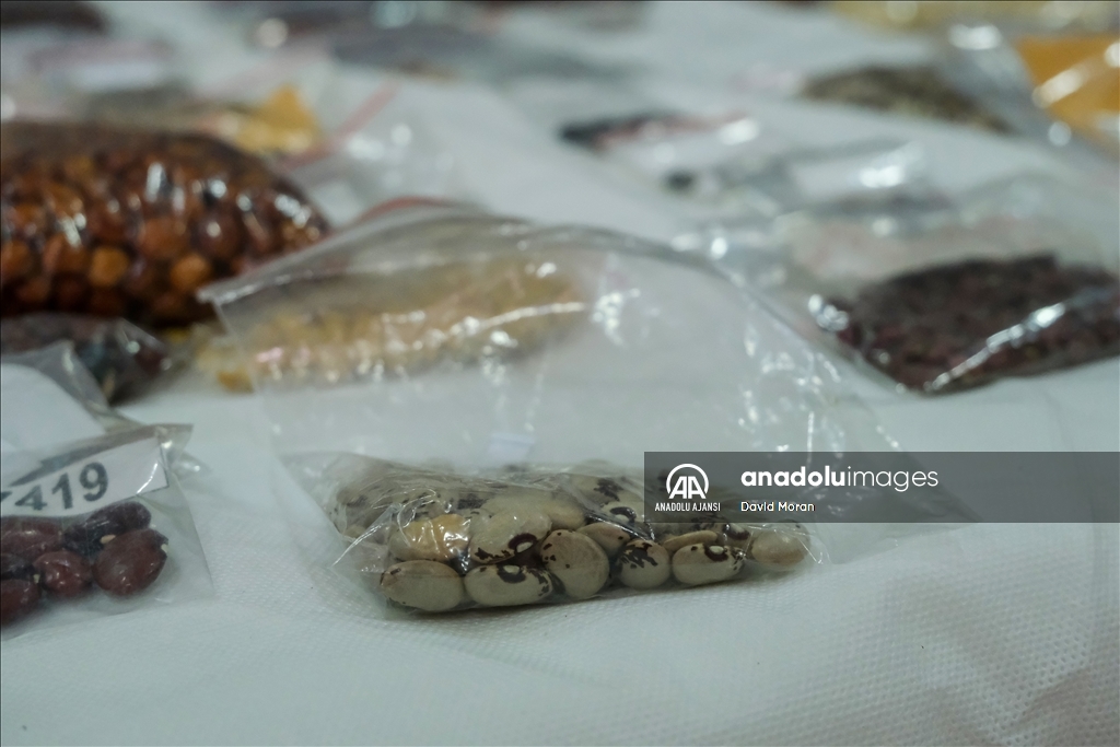 Kolombiya'da fasulye koleksiyonculuğu